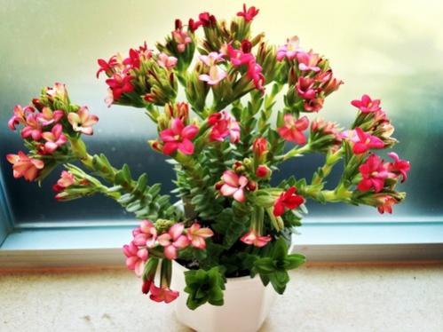 Name:  Crassula coccinea 2016.jpg
Views: 901
Size:  33.7 KB