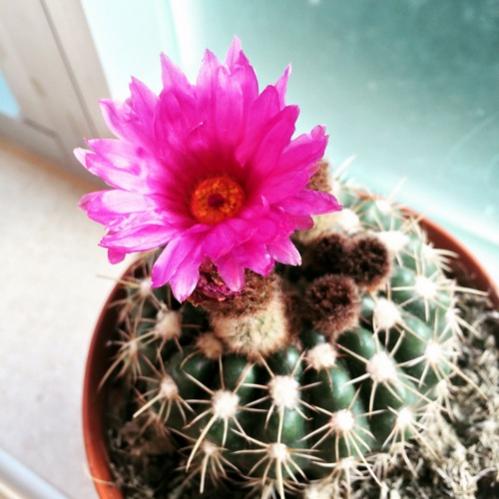 Name:  Parodia werneri 2016.jpg
Views: 1023
Size:  37.4 KB