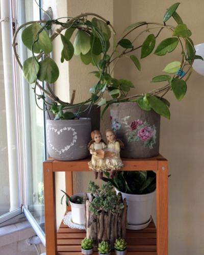 Name:  Hoya kerrii 2016.jpg
Views: 996
Size:  32.2 KB