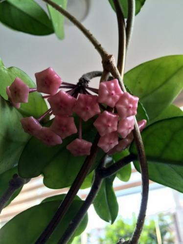 Name:  Hoya cornosa 2016 (3).jpg
Views: 948
Size:  24.7 KB
