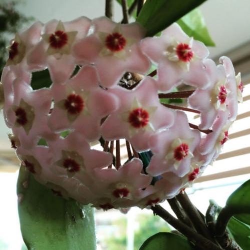 Name:  Hoya cornosa 2016 (4).jpg
Views: 961
Size:  32.7 KB