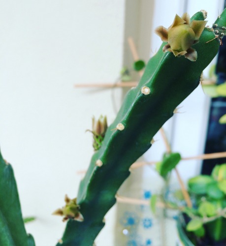 Name:  Epiphyllum 2016.JPG
Views: 979
Size:  44.6 KB