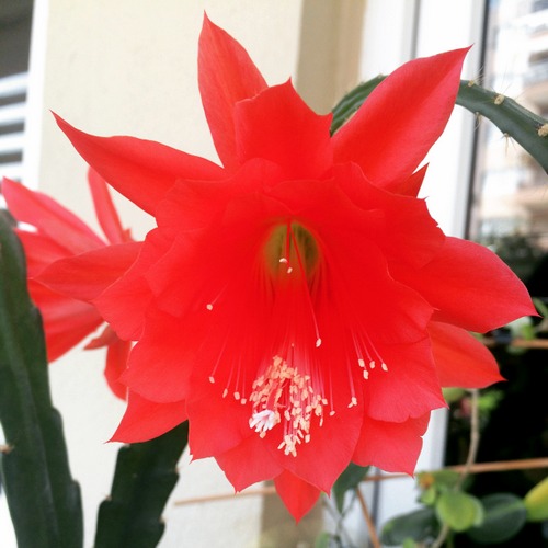 Name:  Amaryllis 2016 (2).JPG
Views: 955
Size:  63.6 KB