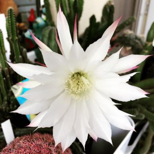 Name:  Echinopsis variegata 2016 (3).jpg
Views: 987
Size:  33.9 KB