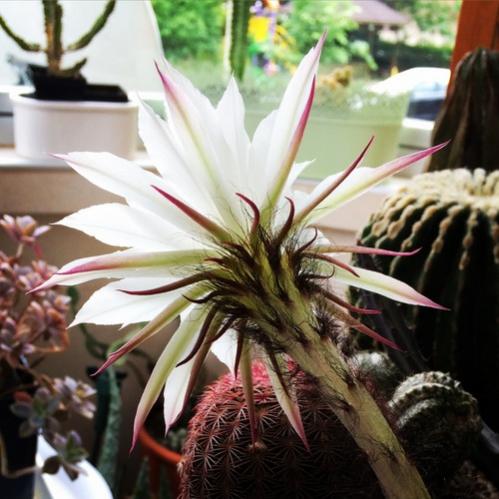 Name:  Echinopsis variegata 2016 (2).jpg
Views: 995
Size:  42.5 KB