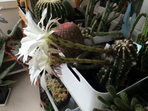 Name:  Echinopsis variegata 2016 (6).jpg
Views: 1000
Size:  32.9 KB