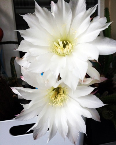 Name:  Echinopsis variegata 2016 (7).JPG
Views: 974
Size:  53.7 KB