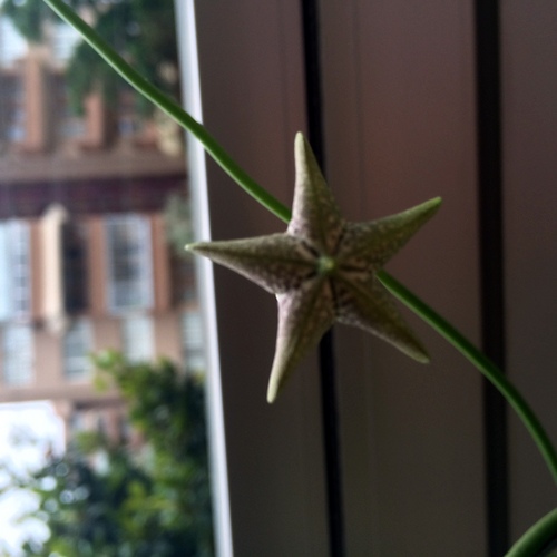 Name:  Senecio sandersonii 2016.JPG
Views: 1006
Size:  67.4 KB