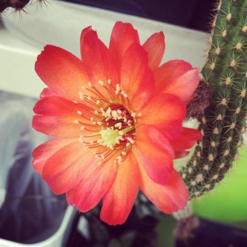 Name:  Chamaecereus silvestrii hybrid 2016 (2).jpg
Views: 962
Size:  33.7 KB