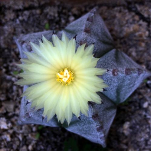 Name:  Astrophytum 2016 (2).jpg
Views: 927
Size:  32.2 KB