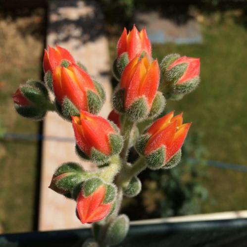 Name:  Graptopetalum pentandrum 2016 (3)-001.jpg
Views: 928
Size:  30.7 KB