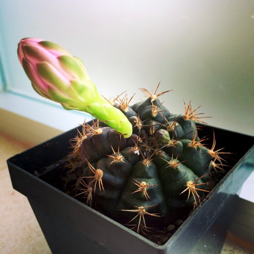 Name:  Gymnocalycium 2016.JPG
Views: 1034
Size:  67.2 KB