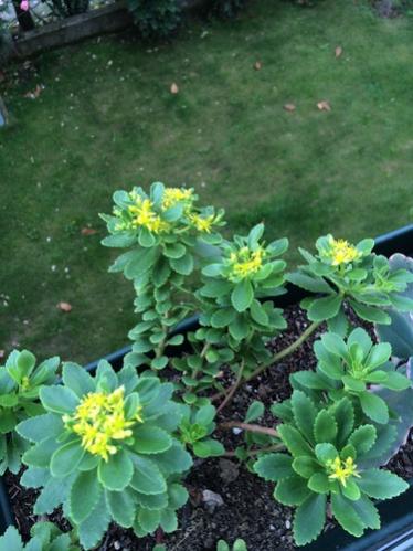 Name:  Sedum palmeri 2016.jpg
Views: 1125
Size:  37.2 KB
