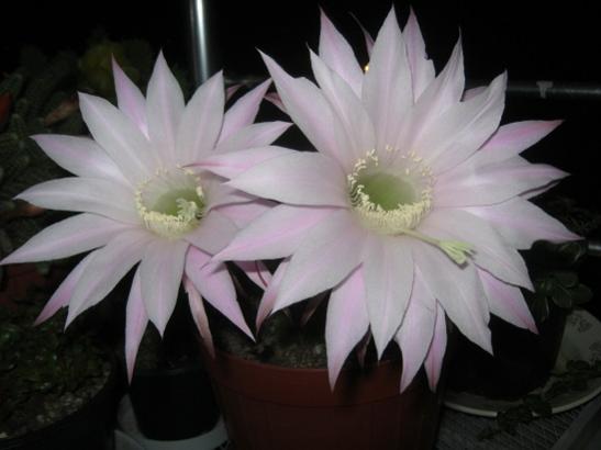 Name:  k. topuzu.jpg
Views: 880
Size:  24.3 KB