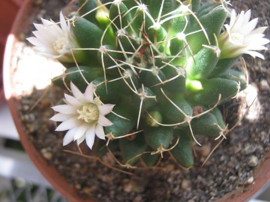 Name:  m.camptoricha.jpg
Views: 895
Size:  37.8 KB
