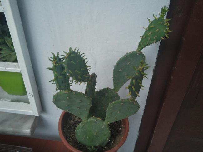 Name:  20160625_204948-1.jpg
Views: 430
Size:  29.0 KB
