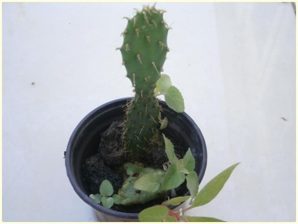 Name:  Opuntia sp. - Krmz iekli Kaynana Dili (3).jpg
Views: 644
Size:  22.1 KB
