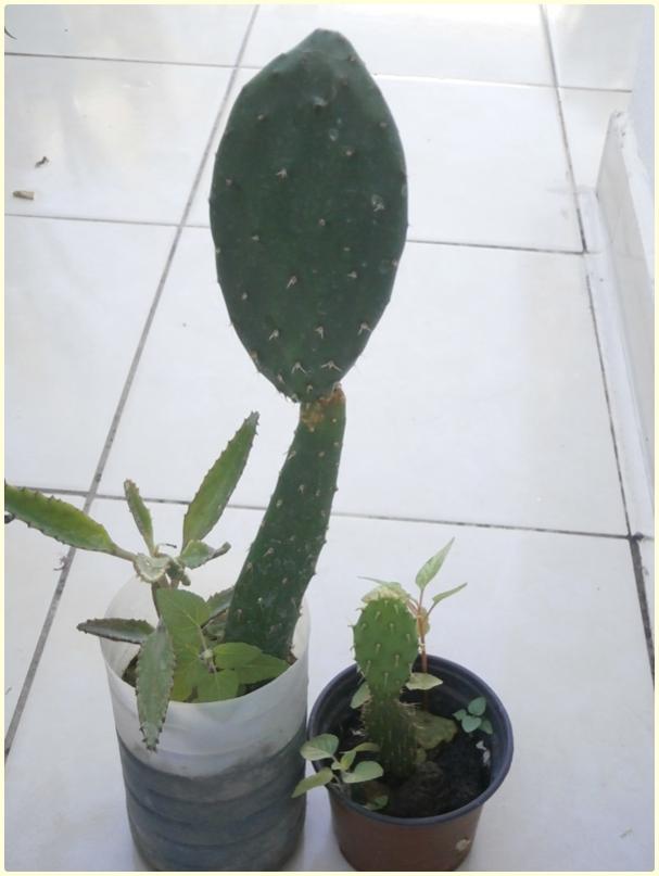Name:  Opuntia sp. - Kaynana Dilleri.jpg
Views: 637
Size:  39.1 KB