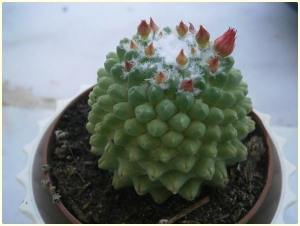 Name:  Mammillaria polythele fa. inermis.jpg
Views: 657
Size:  30.5 KB