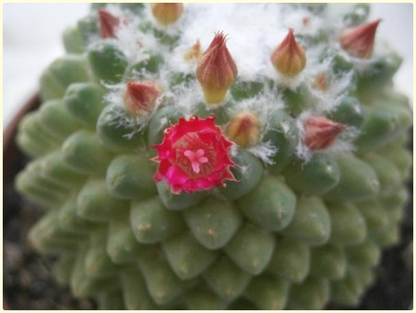 Name:  Mammillaria polythele fa. inermis (3).jpg
Views: 658
Size:  29.9 KB