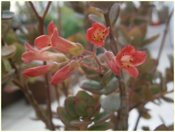 Name:  Kalanchoe manginii - 26.06.2016.jpg
Views: 868
Size:  31.0 KB