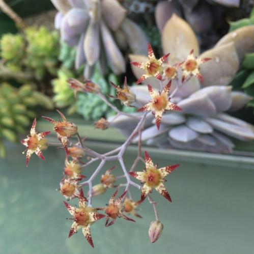 Name:  Graptopetalum pentandrum 2016.jpg
Views: 953
Size:  30.5 KB