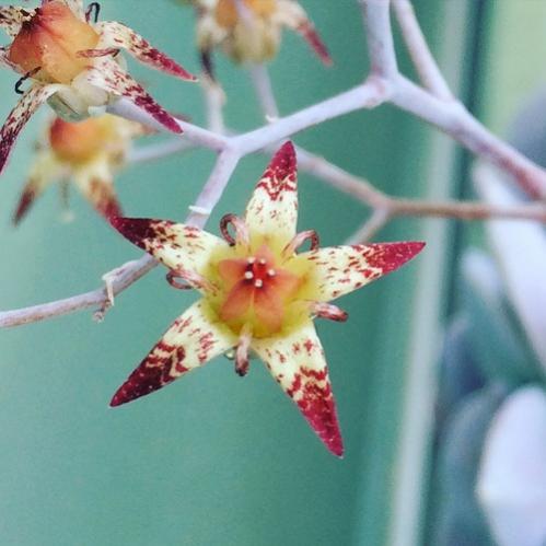 Name:  Graptopetalum pentandrum 2016 (2).jpg
Views: 898
Size:  30.4 KB