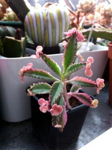 Name:  Kalanchoe Pink Butterflies Pink Sparkler - Ekim 2012.jpg
Views: 1163
Size:  27.9 KB
