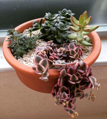 Name:  Crassula marginalis 2016-001.jpg
Views: 1127
Size:  36.9 KB