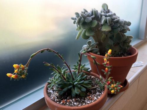 Name:  Echerveria setosa var. deminuta, Echeveria setosa f. cristata 2016.jpg
Views: 972
Size:  25.2 KB