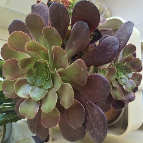 Name:  Aeonium Schwarzkopf 2016.jpg
Views: 930
Size:  34.0 KB