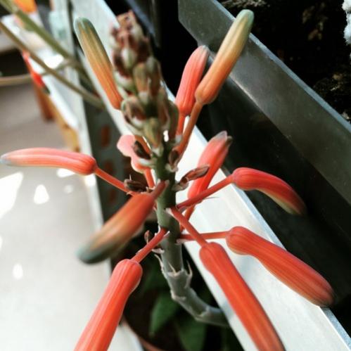 Name:  Gasteria 2016.jpg
Views: 909
Size:  33.3 KB
