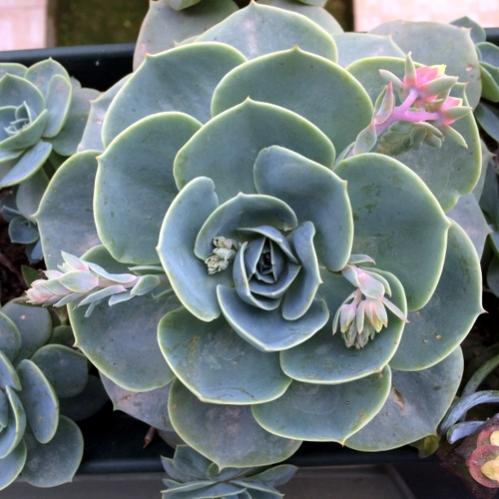 Name:  Echeveria glauca 2016 (3).jpg
Views: 991
Size:  40.5 KB