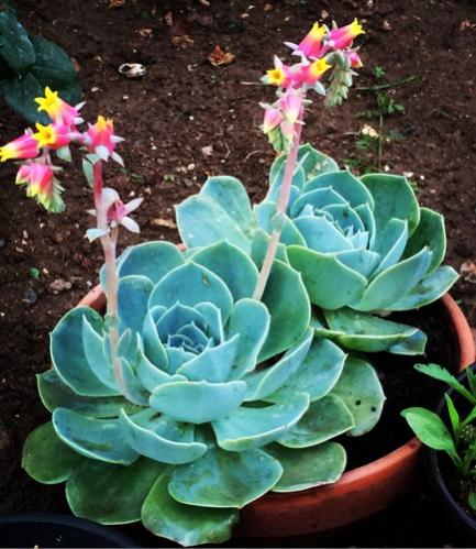 Name:  Echeveria glauca 2016.jpg
Views: 1090
Size:  46.7 KB