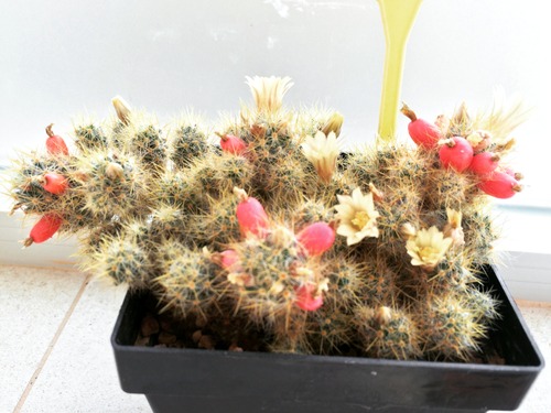 Name:  Mammillaria Sebo 2016.JPG
Views: 922
Size:  68.5 KB
