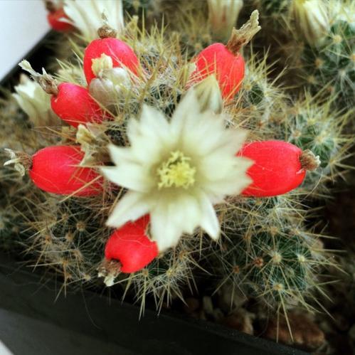 Name:  Mammillaria Sebo 2016 (2).jpg
Views: 999
Size:  45.1 KB
