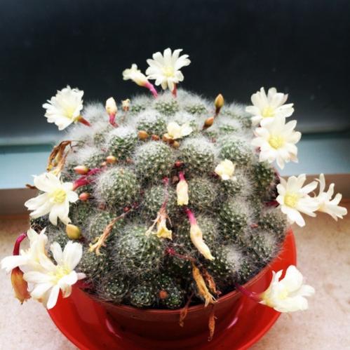 Name:  Rebutia albiflora 2016 (3).jpg
Views: 1561
Size:  40.3 KB