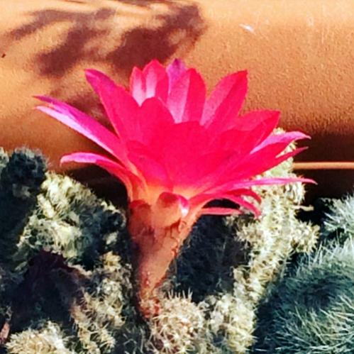 Name:  Rebutia 2016 (2).jpg
Views: 1505
Size:  47.9 KB