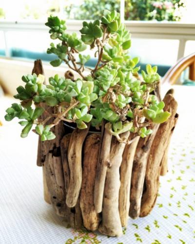 Name:  Oscularia deltoides 2016.jpg
Views: 2168
Size:  39.0 KB