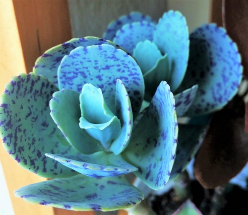 Name:  Kalanchoe marmorata 2016.JPG
Views: 1860
Size:  67.3 KB