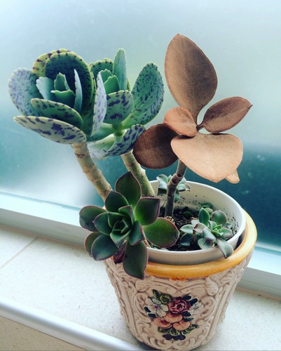 Name:  Kalanchoe orygalis ve Kalanchoe marmorata 2016.JPG
Views: 1972
Size:  67.2 KB