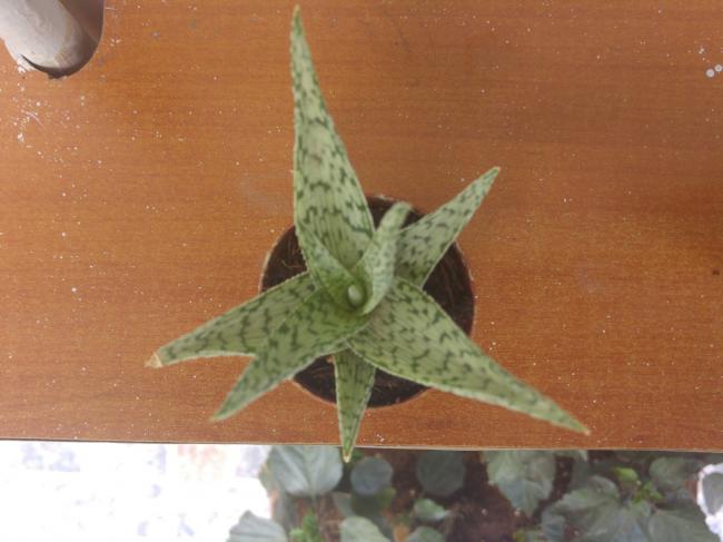 Name:  20160627_123042-1.jpg
Views: 392
Size:  36.2 KB