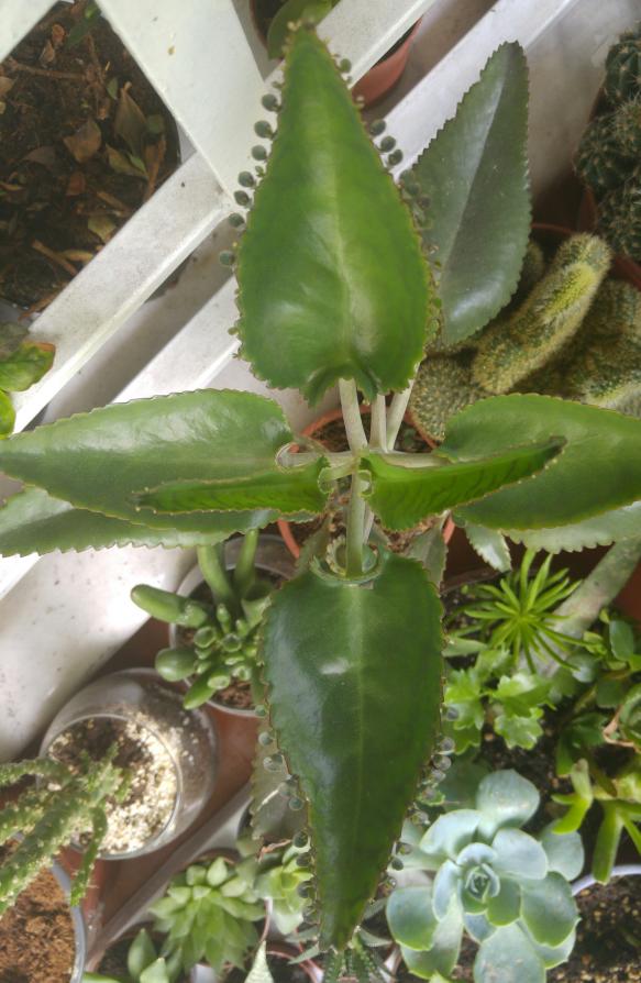 Name:  20160627_123120-1.jpg
Views: 385
Size:  73.2 KB