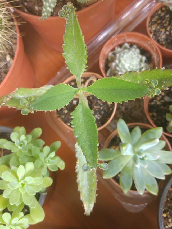 Name:  20160627_123141-1.jpg
Views: 398
Size:  67.4 KB