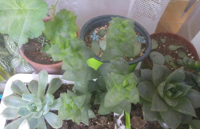 Name:  20160627_123212-1.jpg
Views: 379
Size:  39.8 KB