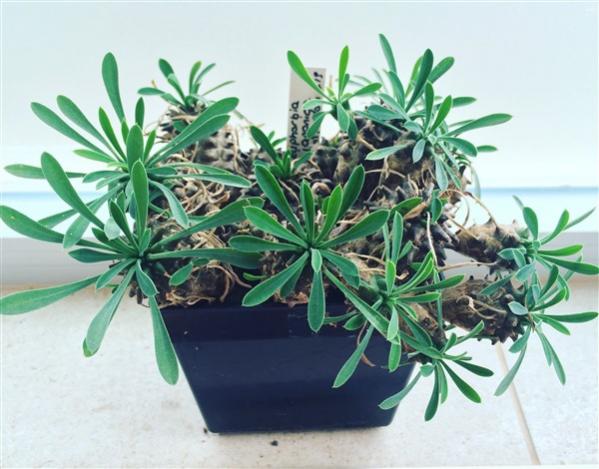 Name:  Euphorbia japonica 2016 (2) (600 x 470).jpg
Views: 2010
Size:  46.4 KB