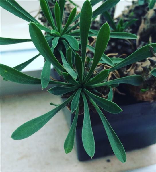 Name:  Euphorbia japonica 2016 (545 x 600).jpg
Views: 1829
Size:  42.7 KB