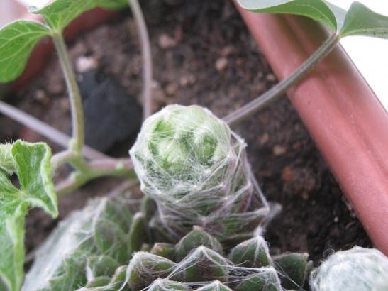Name:  sempervivum.jpg
Views: 837
Size:  32.4 KB