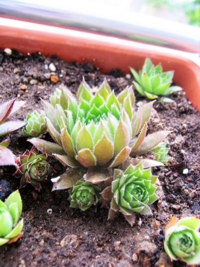 Name:  sempervivum1.jpg
Views: 890
Size:  49.2 KB