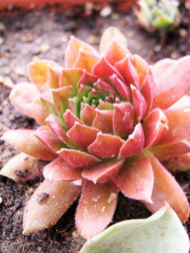 Name:  sempervivum2.jpg
Views: 1076
Size:  32.6 KB